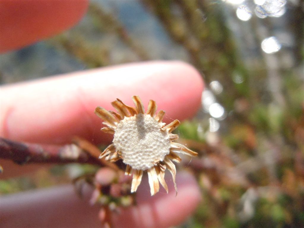 Limbarda crithmoides / Enula bacicci